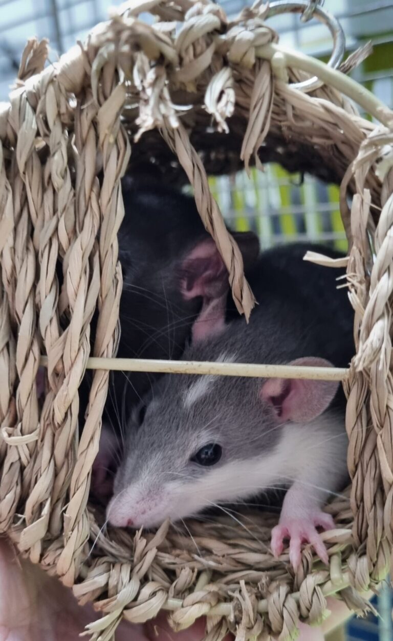 Male and Female Rats