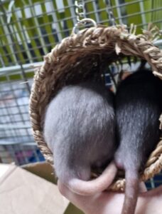 Male and Female Rats