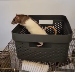 Aggression in pet rats