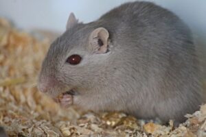 gerbil, rennratte, mouse-3188503.jpg