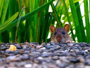 Poisonous food for Rats