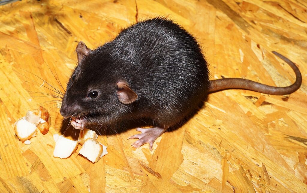 rat, color rat, black-2804058.jpg