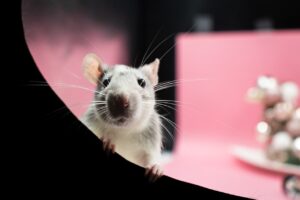 rat, windows wallpaper, pet-7713508.jpg