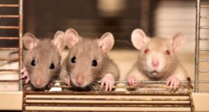 Female Rats