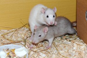 Spaying Female Pet Rats