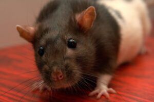 rat, pet rat, pet-757834.jpg