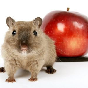 Toxic Foods for Rats