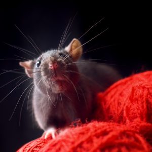 Aggression in pet rats