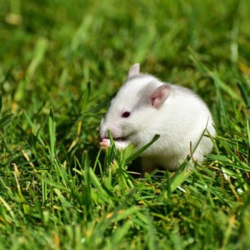 Are Rats Good Pets? Exploring the Joys of Rat Ownership