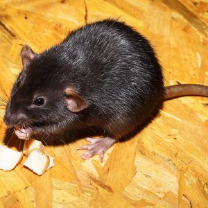 Training a pet rat to fetch