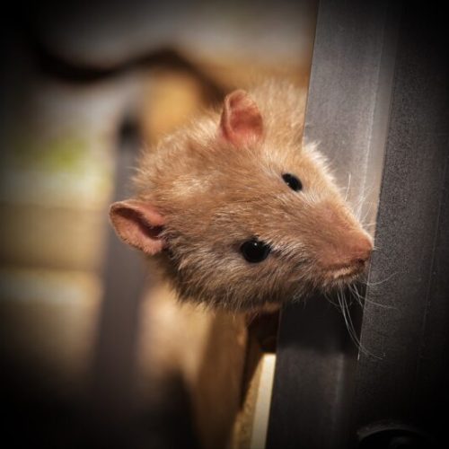 Rat Bite Fever: Risks for Pet Rat Owners