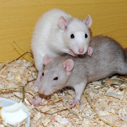 Spaying Female Pet Rats