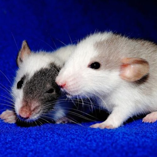 Castrating Pet Rats